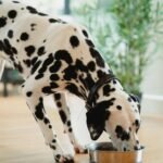 Куче се храни от купа с кучешка храна